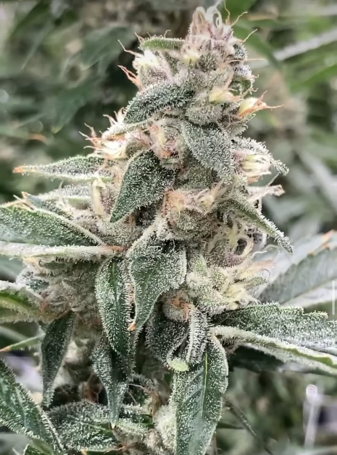 LAB LEAK (FEM) – SEED BANK INTERNATIONAL