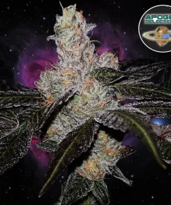 flowering bud example of strain galaxy pop from apogee selections on seed bank