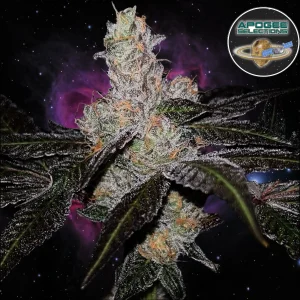 flowering bud example of strain galaxy pop from apogee selections on seed bank