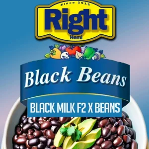 COVER ART STRAIN BLACK BEANS BY RIGHT HEMISPHERE GENETICS ON SEED BANK