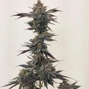 FLOWERING BUD IMAGE OF COSMIC KUJO BY FIRE NEW BREED ON SEED BANK
