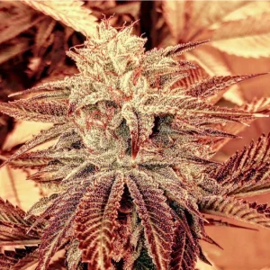 BUDDING FLOWER IMAGE OF ECLIPSIS KUSH BY FIRE NEW BREED