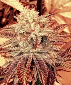 BUDDING FLOWER IMAGE OF ECLIPSIS KUSH BY FIRE NEW BREED