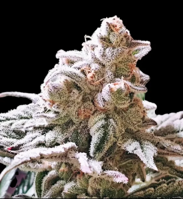 IMAGE OF BUD FROM STRAIN FIRECANE BY REVERSE GENETICS FOR SEED BANK GROWERS