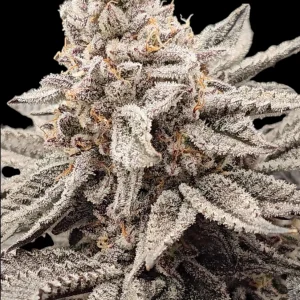 IMAGE OF BUD FROM STRAIN GARY'S INFERNO BY REVERSE GENETICS FOR SEED BANK GROWERS