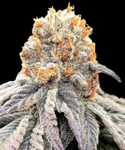 IMAGE OF BUD FROM STRAIN GASOLINA BY REVERSE GENETICS FOR SEED BANK GROWERS