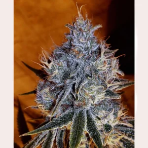 FLOWERING BUD OF HELMERS GLUE STRAIN BY FIRE NEW BREED