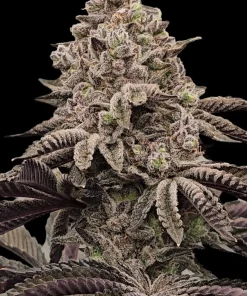 PHOTO OF BUD FROM STRAIN ICY GARY BY REVERSE GENETICS ON SEED BANK