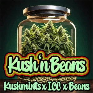 STRAIN: KUSH 'N BEANS BY RIGHT HEMISPHERE GENETIC'S COVER ART ON SEED BANK