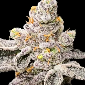IMAGE OF BUD FROM STRAIN PURPLE FUEL BY REVERSE GENETICS FOR SEED BANK GROWERS