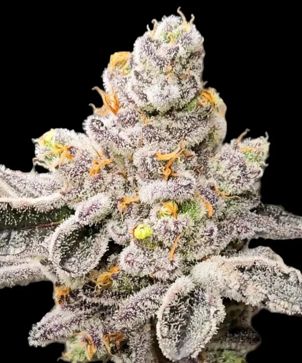 IMAGE OF BUD FROM STRAIN PURPLE FUEL BY REVERSE GENETICS FOR SEED BANK GROWERS