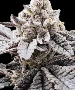 IMAGE OF BUD FROM STRAIN SUGAR PUNCH BY REVERSE GENETICS FOR SEED BANK GROWERS