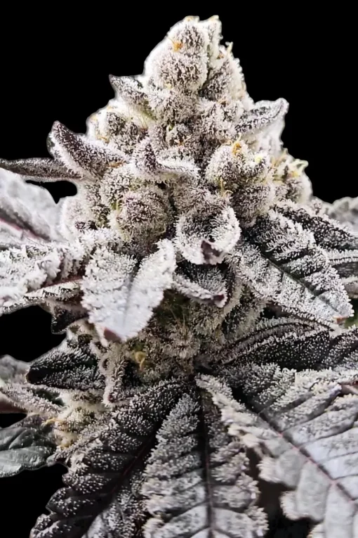 IMAGE OF BUD FROM STRAIN SUGAR PUNCH BY REVERSE GENETICS FOR SEED BANK GROWERS