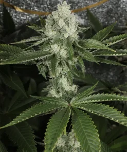 BUDDING FLOWER EXAMPLE FOR BUBBA PRAYER BY MASS MEDICAL STRAINS ON SEED BANK