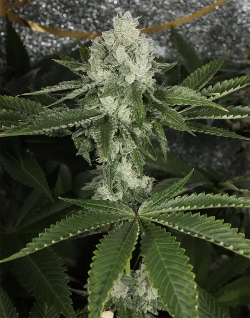 BUDDING FLOWER EXAMPLE FOR BUBBA PRAYER BY MASS MEDICAL STRAINS ON SEED BANK