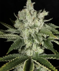 BUDDING FLOWER EXAMPLE FOR BUBBA PRAYER BY MASS MEDICAL STRAINS ON SEED BANK