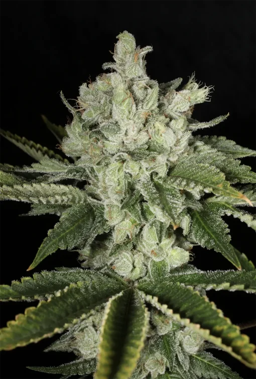 BUDDING FLOWER EXAMPLE FOR BUBBA PRAYER BY MASS MEDICAL STRAINS ON SEED BANK