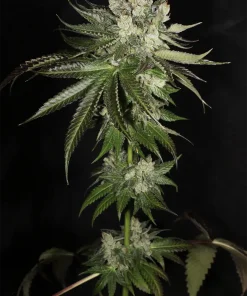 BUDDING FLOWER EXAMPLE FOR BUBBA PRAYER BY MASS MEDICAL STRAINS ON SEED BANK