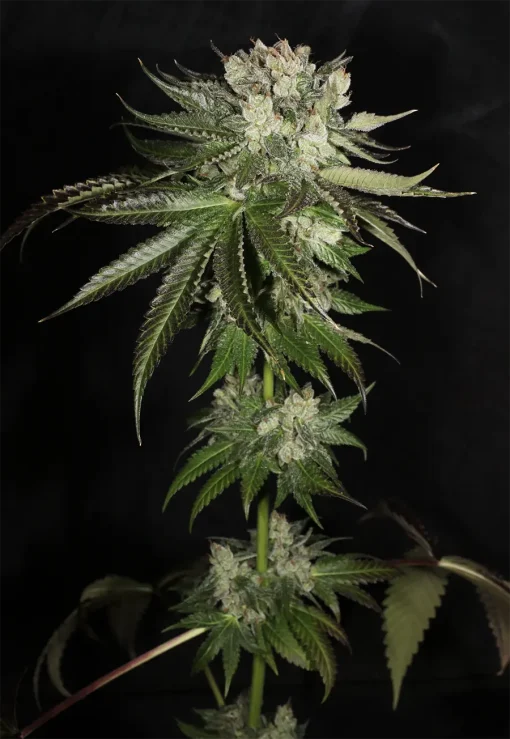 BUDDING FLOWER EXAMPLE FOR BUBBA PRAYER BY MASS MEDICAL STRAINS ON SEED BANK