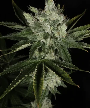 BUDDING FLOWER EXAMPLE FOR BUBBA PRAYER BY MASS MEDICAL STRAINS ON SEED BANK