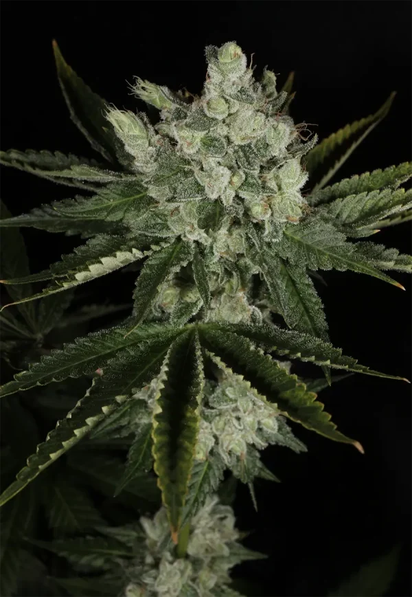 BUDDING FLOWER EXAMPLE FOR BUBBA PRAYER BY MASS MEDICAL STRAINS ON SEED BANK