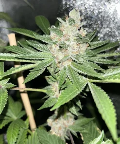 BUDDING FLOWER EXAMPLE FOR LA PURE PUPIL BY MASS MEDICAL STRAINS ON SEED BANK