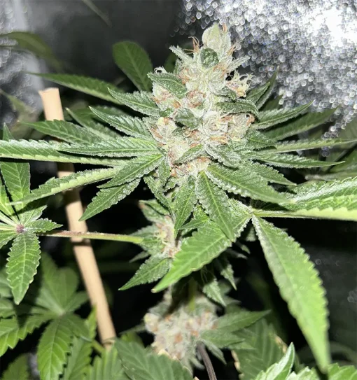 BUDDING FLOWER EXAMPLE FOR LA PURE PUPIL BY MASS MEDICAL STRAINS ON SEED BANK