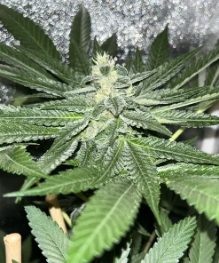 BUDDING FLOWER EXAMPLE FOR LA PURE PUPIL BY MASS MEDICAL STRAINS ON SEED BANK