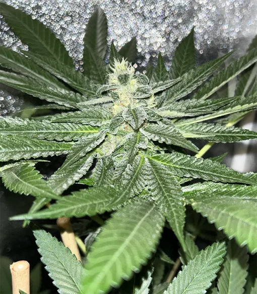 BUDDING FLOWER EXAMPLE FOR LA PURE PUPIL BY MASS MEDICAL STRAINS ON SEED BANK