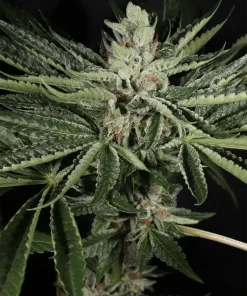 BUDDING FLOWER EXAMPLE FOR LA PURE PUPIL BY MASS MEDICAL STRAINS ON SEED BANK