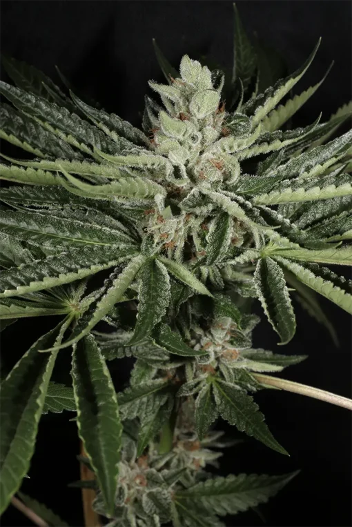 BUDDING FLOWER EXAMPLE FOR LA PURE PUPIL BY MASS MEDICAL STRAINS ON SEED BANK