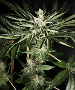 BUDDING FLOWER EXAMPLE FOR LA PURE PUPIL BY MASS MEDICAL STRAINS ON SEED BANK