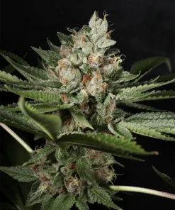 BUDDING FLOWER EXAMPLE FOR LA PURE PUPIL BY MASS MEDICAL STRAINS ON SEED BANK