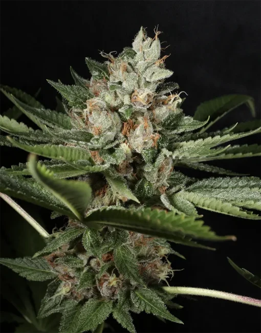 BUDDING FLOWER EXAMPLE FOR LA PURE PUPIL BY MASS MEDICAL STRAINS ON SEED BANK