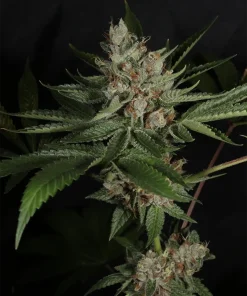 BUDDING FLOWER EXAMPLE FOR LA PURE PUPIL BY MASS MEDICAL STRAINS ON SEED BANK