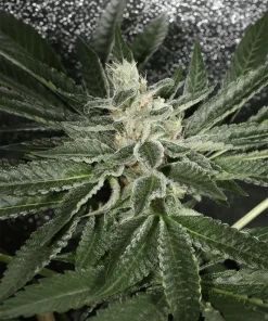 BUDDING FLOWER EXAMPLE FOR LA PURE PUPIL BY MASS MEDICAL STRAINS ON SEED BANK