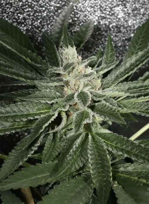 BUDDING FLOWER EXAMPLE FOR LA PURE PUPIL BY MASS MEDICAL STRAINS ON SEED BANK