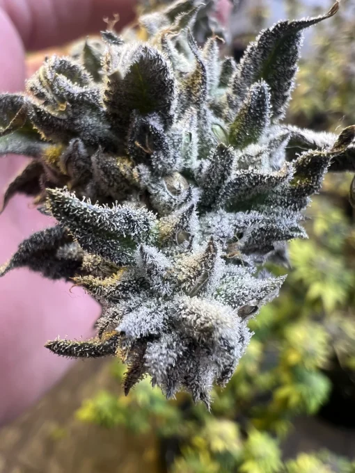 FLOWER BUD EXAMPLE OF GMOB X PAPAYA X MX16 FROM RARE BREED HUMBOLDT GENETICS ON SEED BACK