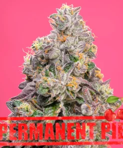 PERMANENT PIE FLOWER EXAMPLE FROM NASHA GENETICS ON SEED BANK