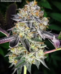 PHOTO OF FLOWERING BUD OF STRAIN PROJECT POWER BY BREEDER FIREFLY GENETICS ON SEED BANK