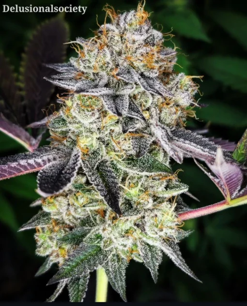 PHOTO OF FLOWERING BUD OF STRAIN PROJECT POWER BY BREEDER FIREFLY GENETICS ON SEED BANK