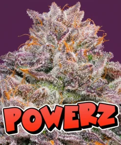 POWER Z BUD EXAMPLE FOR NASHA GENETICS ON SEED BANK