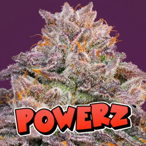 POWER Z BUD EXAMPLE FOR NASHA GENETICS ON SEED BANK