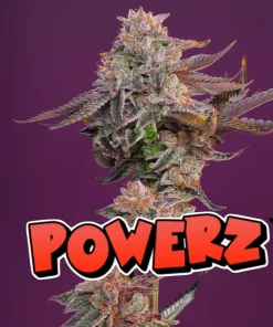 POWER Z BUD EXAMPLE FOR NASHA GENETICS ON SEED BANK