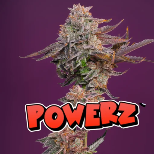 POWER Z BUD EXAMPLE FOR NASHA GENETICS ON SEED BANK