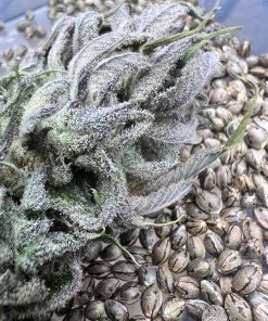 PHOTO OF BUD AND SEEDS OF PURPLE GORILLA BY RARE BREED ON SEED BANK