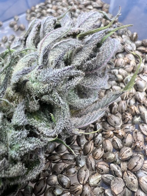 PHOTO OF BUD AND SEEDS OF PURPLE GORILLA BY RARE BREED ON SEED BANK