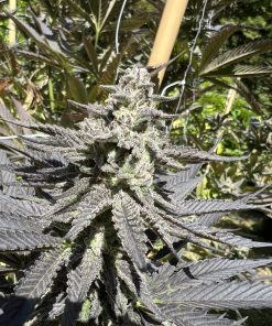 PHOTO EXAMPLE OF RARE BREED STRAIN HUMBOLDT PIE