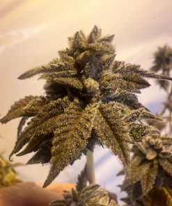 BUD PHOTO OF STRAIN GORILLA PIE BY RARE BREED ON SEED BANK