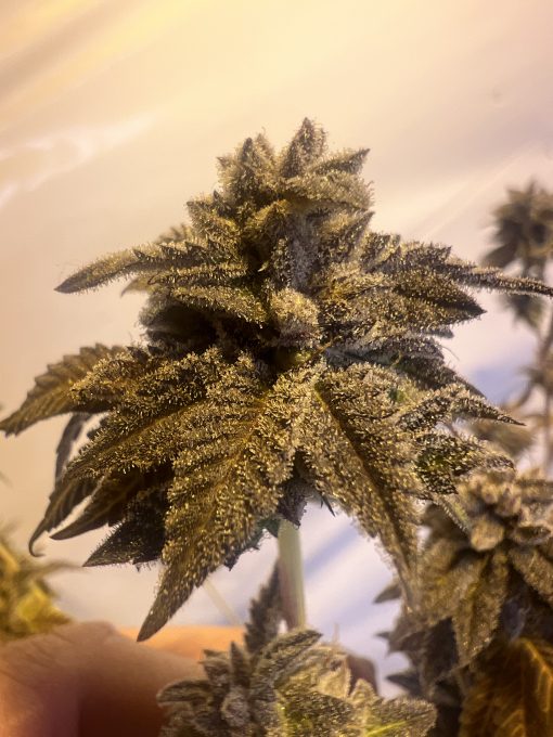 BUD PHOTO OF STRAIN GORILLA PIE BY RARE BREED ON SEED BANK